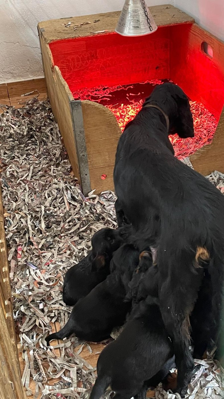 Cachorros disponibles