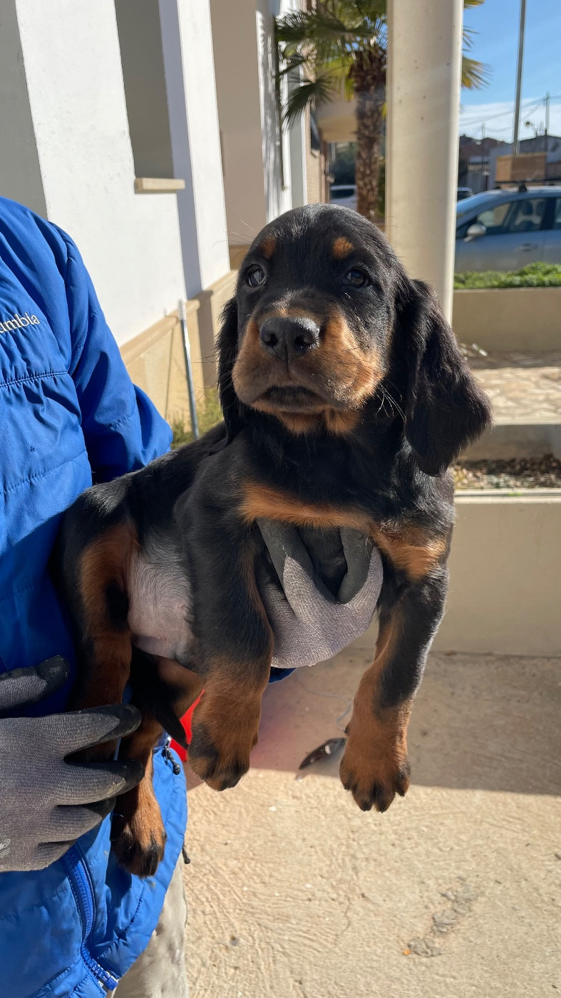 Valle del Cinca - Setter Gordon - Portée née le 11/11/2025